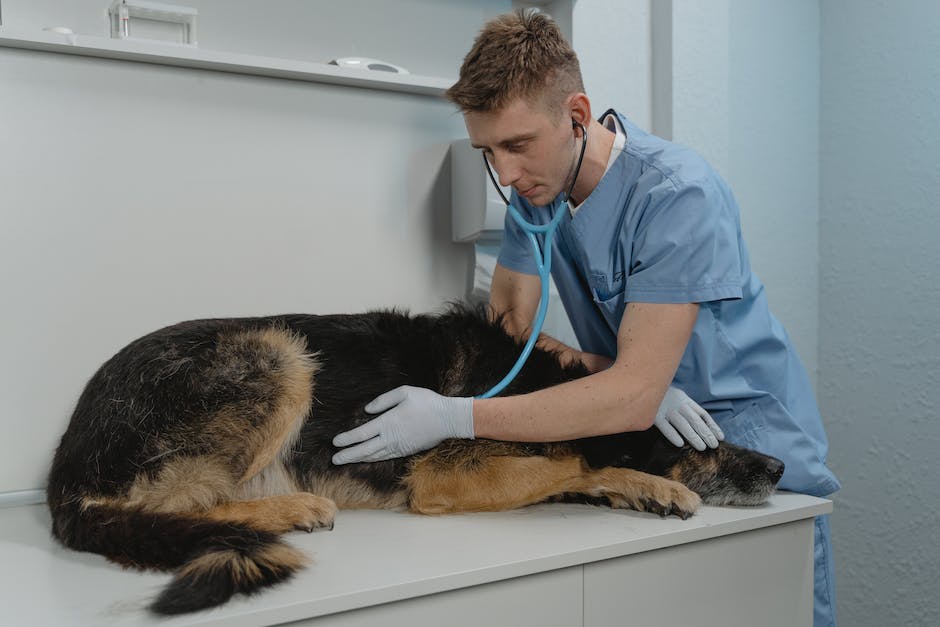 Narzędzia weterynaryjne — Klucz do profesjonalnej opieki nad zwierzętami